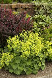 Image result for Alchemilla mollis