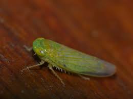 Attēlu rezultāti vaicājumam “Cicadellidae”