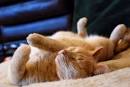 Cats sleeping positions     Zuza Fun