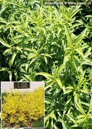 Attēlu rezultāti vaicājumam “Forsythia viridissima”