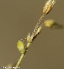 Attēlu rezultāti vaicājumam “Cerastium semidecandrum bud”