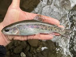 Image result for Oncorhynchus mykiss