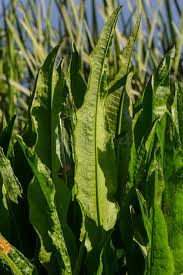 Attēlu rezultāti vaicājumam “Rumex hydrolapathum leaf”