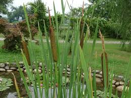 Attēlu rezultāti vaicājumam “Typha latifolia”