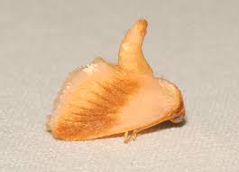 Attēlu rezultāti vaicājumam “Trichia contorta young”