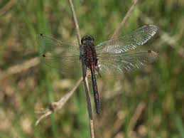 Attēlu rezultāti vaicājumam “Leucorrhinia rubicunda male”