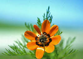 Image result for Adonis aestivalis