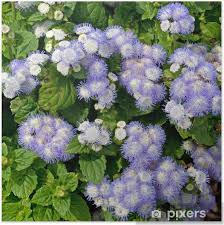 Image result for Leberbalsam