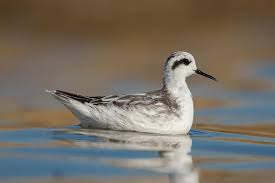 Attēlu rezultāti vaicājumam “Phalaropus lobatus”