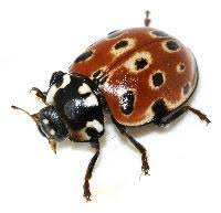 Attēlu rezultāti vaicājumam “Anatis ocellata”