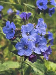 Attēlu rezultāti vaicājumam “Pulmonaria angustifolia”