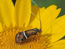 Attēlu rezultāti vaicājumam “Adelidae”