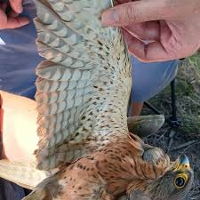 Image result for Chrysoblephus cristiceps