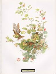 Image result for Emberiza spodocephala