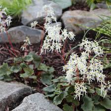 Attēlu rezultāti vaicājumam “Saxifraga cymbalaria flower”