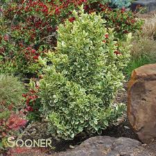 Attēlu rezultāti vaicājumam “Euonymus flower”