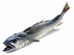 Image result for Merluccius merluccius