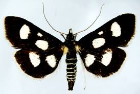 Attēlu rezultāti vaicājumam “Anania funebris”