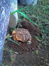 Image result for Ceratophrys ornata