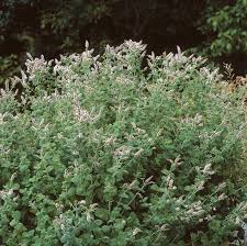 Attēlu rezultāti vaicājumam “Mentha aquatica”