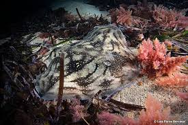 Image result for Raja radula