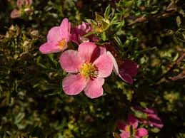 Attēlu rezultāti vaicājumam “Pentaphylloides fruticosa leaf”