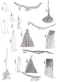 Attēlu rezultāti vaicājumam “Syntrichia papillosa”