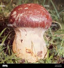 Attēlu rezultāti vaicājumam “Cortinarius praestans”