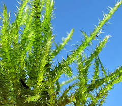 Attēlu rezultāti vaicājumam “Campylium stellatum sporophyte”