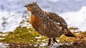 Attēlu rezultāti vaicājumam “Tetrao urogallus”