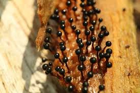 Attēlu rezultāti vaicājumam “Metatrichia floriformis macro”