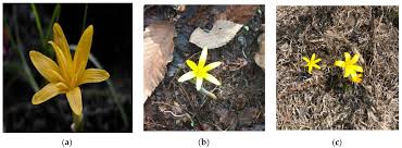 Attēlu rezultāti vaicājumam “Colchicum luteum flower”