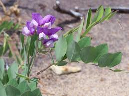Attēlu rezultāti vaicājumam “Lathyrus japonicus subsp. maritimus leaf”