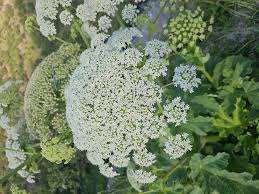 Attēlu rezultāti vaicājumam “Heracleum sosnowskyi fruit”