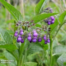 Attēlu rezultāti vaicājumam “Symphytum officinale”