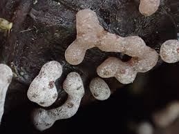 Attēlu rezultāti vaicājumam “Didymium difforme macro”