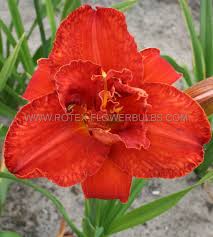 Image result for Hemerocallis `Moses Fire`