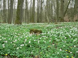 Image result for Buschwindröschen