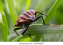 Attēlu rezultāti vaicājumam “Graphosoma lineatum imago”