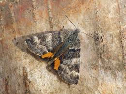 Attēlu rezultāti vaicājumam “Boudinotiana notha”