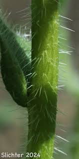 Attēlu rezultāti vaicājumam “Lycogala convexum sessile”