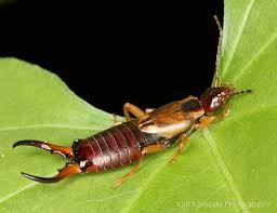 Attēlu rezultāti vaicājumam “Forficula auricularia male”