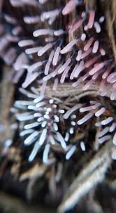 Attēlu rezultāti vaicājumam “Stemonitopsis typhina young”