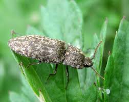 Attēlu rezultāti vaicājumam “Agrypnus murinus”