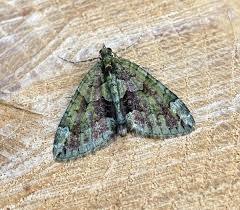 Attēlu rezultāti vaicājumam “Chloroclysta siterata”