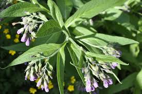 Attēlu rezultāti vaicājumam “Symphytum officinale leaf”