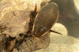 Attēlu rezultāti vaicājumam “Dytiscus dimidiatus”