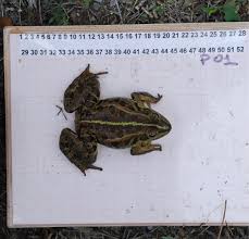 Attēlu rezultāti vaicājumam “Pelophylax juvenile”