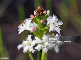 Attēlu rezultāti vaicājumam “Menyanthes trifoliata bud”