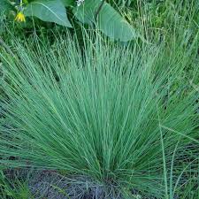 Attēlu rezultāti vaicājumam “Festuca psammophila”